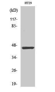 Western blot analysis of various cells using Anti-Keratin 18 (phospho Ser33) Antibody