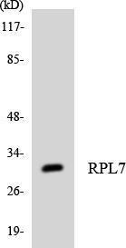 Anti-RPL7 Rabbit Polyclonal Antibody