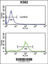 Anti-SFRP1 Rabbit Polyclonal Antibody