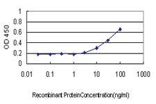 Anti-RPL13 Mouse Monoclonal Antibody [clone: 3F6]