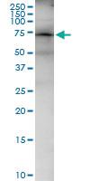 Anti-FRS2 Polyclonal Antibody Pair