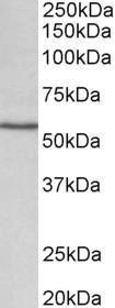 Anti-cyp1a1 Antibody (A82490) (0.1µg/ml) staining of Rat Lung lysate (35µg protein in RIPA buffer). Detected by chemiluminescence.