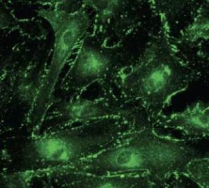 Primary RPE cells stained with Anti-CX43 Antibody at a 1:100 dilution