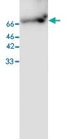 Anti-MSN Mouse Monoclonal Antibody [clone: 25]