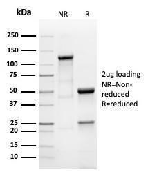 Antibody A278639-100 100 µg