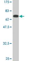 Anti-CTH Mouse Monoclonal Antibody [clone: 4E1-1B7]