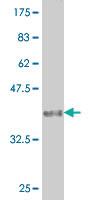 Anti-CER1 Mouse Monoclonal Antibody [clone: 3E11]