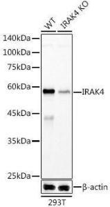 Western blot analysis of extracts from wild type(WT) and IRAK4 knockdown (KD) 293T(KD) cells, using Anti-IRAK4 Antibody [ARC51289] (A307560) at 1:1,000 dilution The secondary antibody was Goat Anti-Rabbit IgG H&L Antibody (HRP) at 1:10,000 dilution Lysates/proteins were present at 25 µg per lane