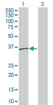 Anti-RPL15 Rabbit Polyclonal Antibody