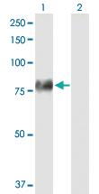 Anti-F2 Mouse Polyclonal Antibody