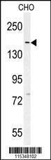 Anti-DAAM1 Rabbit Polyclonal Antibody