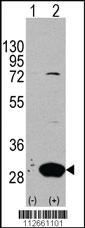 Anti-SPDYE5 Rabbit Polyclonal Antibody