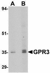 Anti-GPR3 Rabbit Polyclonal Antibody