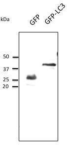 HEK293 transfected cell lysates detected with Anti-GFP Antibody at a 1:1,000 dilution. Lysates at 50 µg per lane and rabbit anti-goat IgG antibody (HRP) at a 1:10,000 dilution