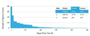 Analysis of protein array containing more than 19,000 full-length human proteins using Anti-Filaggrin Antibody [FLG/1945]