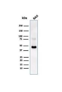 Western blot analysis of Raji cell lysate using Anti-CD38 Antibody [CD38/4247R]