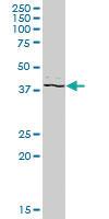 Anti-PSTPIP2 Mouse Polyclonal Antibody