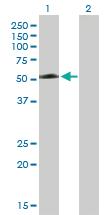 Anti-TEX13A Mouse Polyclonal Antibody