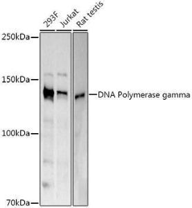 Anti-POLG Antibody (A10426)