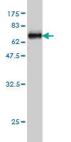 Anti-WDR77 Mouse Monoclonal Antibody [clone: 3F10]