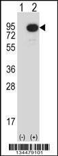 Anti-MAP3K2 Rabbit Polyclonal Antibody (FITC (Fluorescein Isothiocyanate))