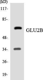 Western blot analysis of the lysates from 293 cells using Anti-GLU2B Antibody