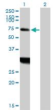 Anti-ZBTB18 Mouse Polyclonal Antibody