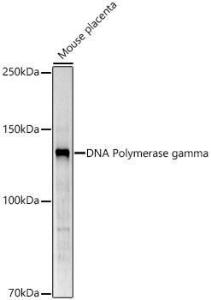 Anti-POLG Antibody (A10426)