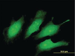 Anti-TEX13A Mouse Polyclonal Antibody