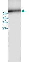 Anti-MSN Mouse Monoclonal Antibody [clone: 41]