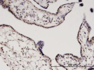 Anti-RGS13 Mouse Monoclonal Antibody [clone: 1B3]