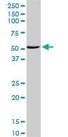 Anti-ZBTB18 Rabbit Polyclonal Antibody