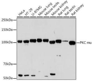 Anti-PKC mu/PKD antibody