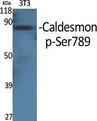 Western blot analysis of various cells using Anti-Caldesmon (phospho Ser789) Antibody