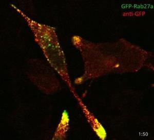 AtT-20 cells, transfected with GFP-RAB27A, stained with Anti-GFP Antibody