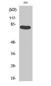 Western blot analysis of 293 cells using Anti-Caldesmon (phospho Ser789) Antibody