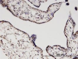 Anti-RGS13 Mouse Monoclonal Antibody [clone: 1B3]