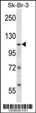 Anti-ISWI Rabbit Polyclonal Antibody (PE (Phycoerythrin))