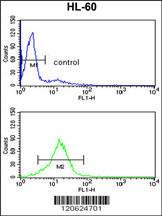 Anti-HLTF Rabbit Polyclonal Antibody