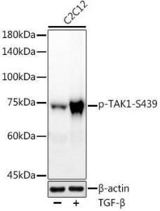 Antibody A308538-100 100 µl