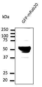 HEK293 cells, transfected with GFP-RAB20, detected with Anti-RAB20 Antibody at a 1:1,000 dilution. Lysate at 50 µg and rabbit anti-goat IgG antibody (HRP) at a 1:10,000 dilution