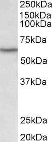 Anti-LCK Goat Polyclonal Antibody