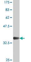 Anti-CTLA4 Mouse Polyclonal Antibody