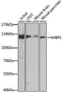 Anti-N4BP1 antibody