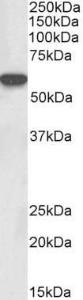 Anti-LCK Goat Polyclonal Antibody