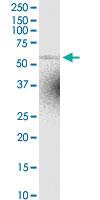 Anti-ZBTB18 Rabbit Polyclonal Antibody