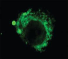 Anti-LAMP2 Mouse Monoclonal Antibody [clone: GL2A7]