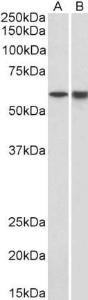 Anti-LCK Goat Polyclonal Antibody