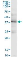 Anti-LHX4 Mouse Monoclonal Antibody [clone: 4F6]