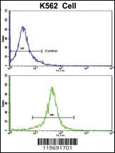 Anti-KAT2A Rabbit Polyclonal Antibody